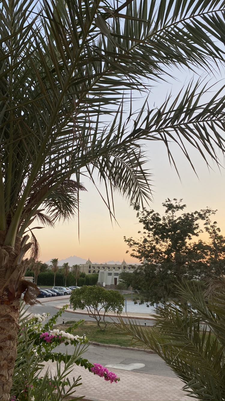 Обои растительность, Масло пальмы, Бабассу, дерево, древесные растения в разрешении 750x1334