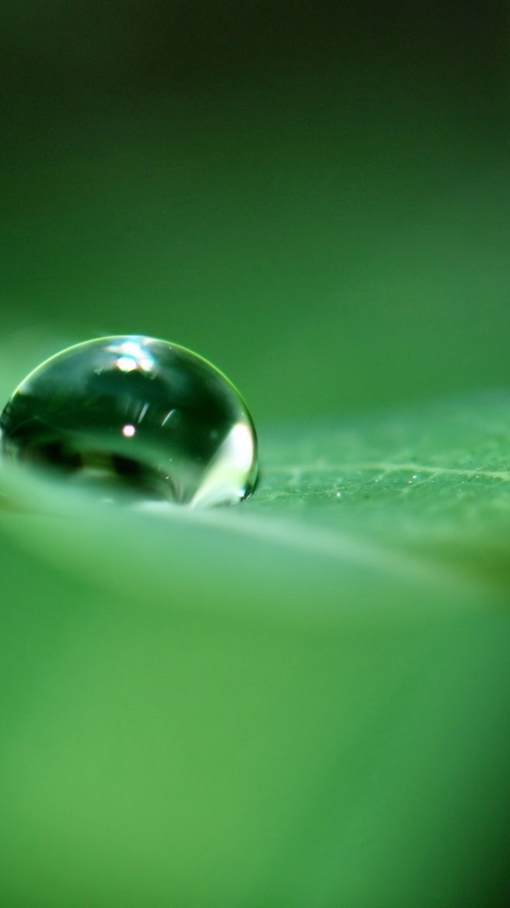 Обои роса, зеленый, падение, вода, влага в разрешении 720x1280