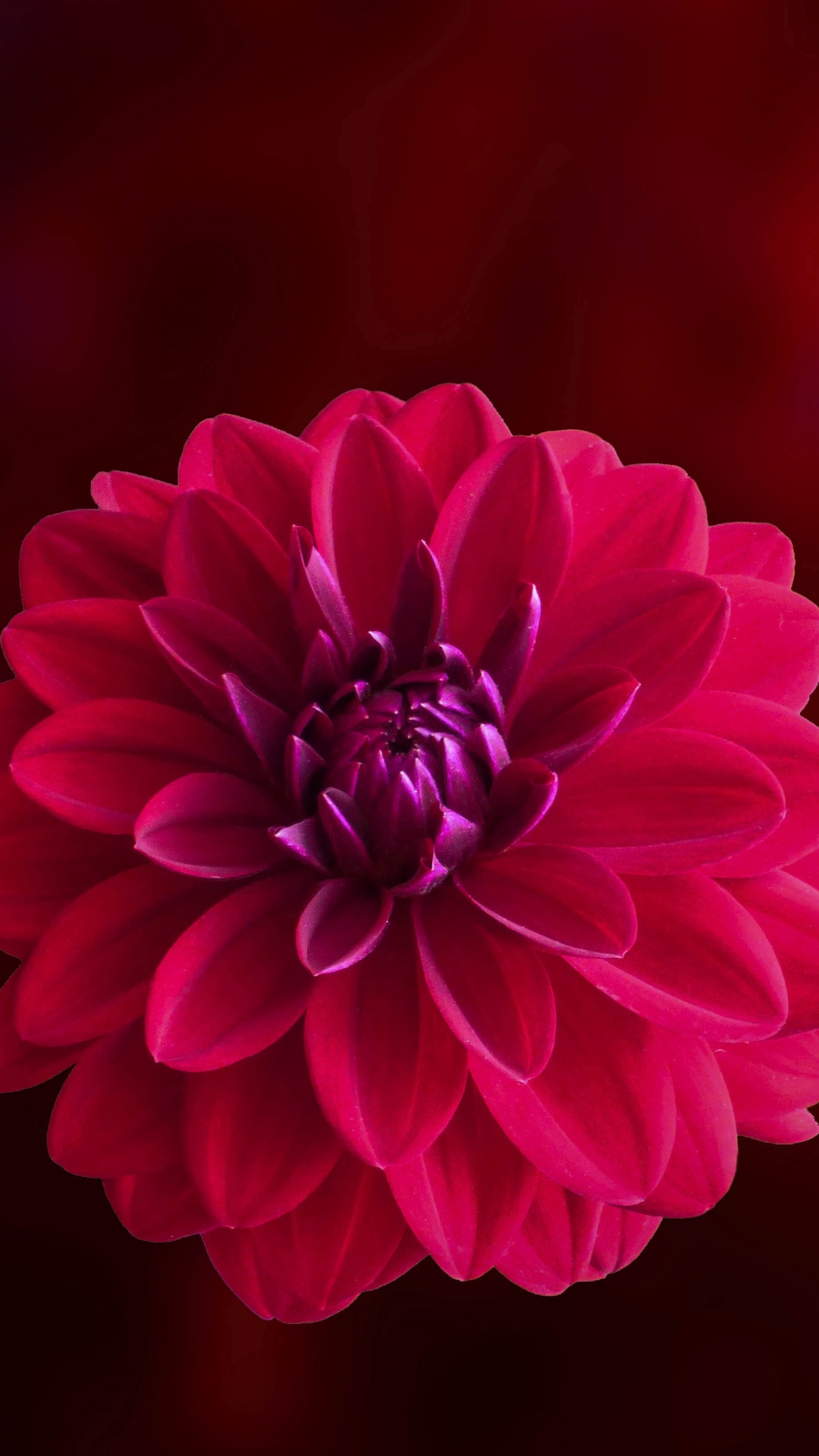 Обои георгин, цветок, цветковое растение, лепесток, красный цвет в разрешении 1080x1920