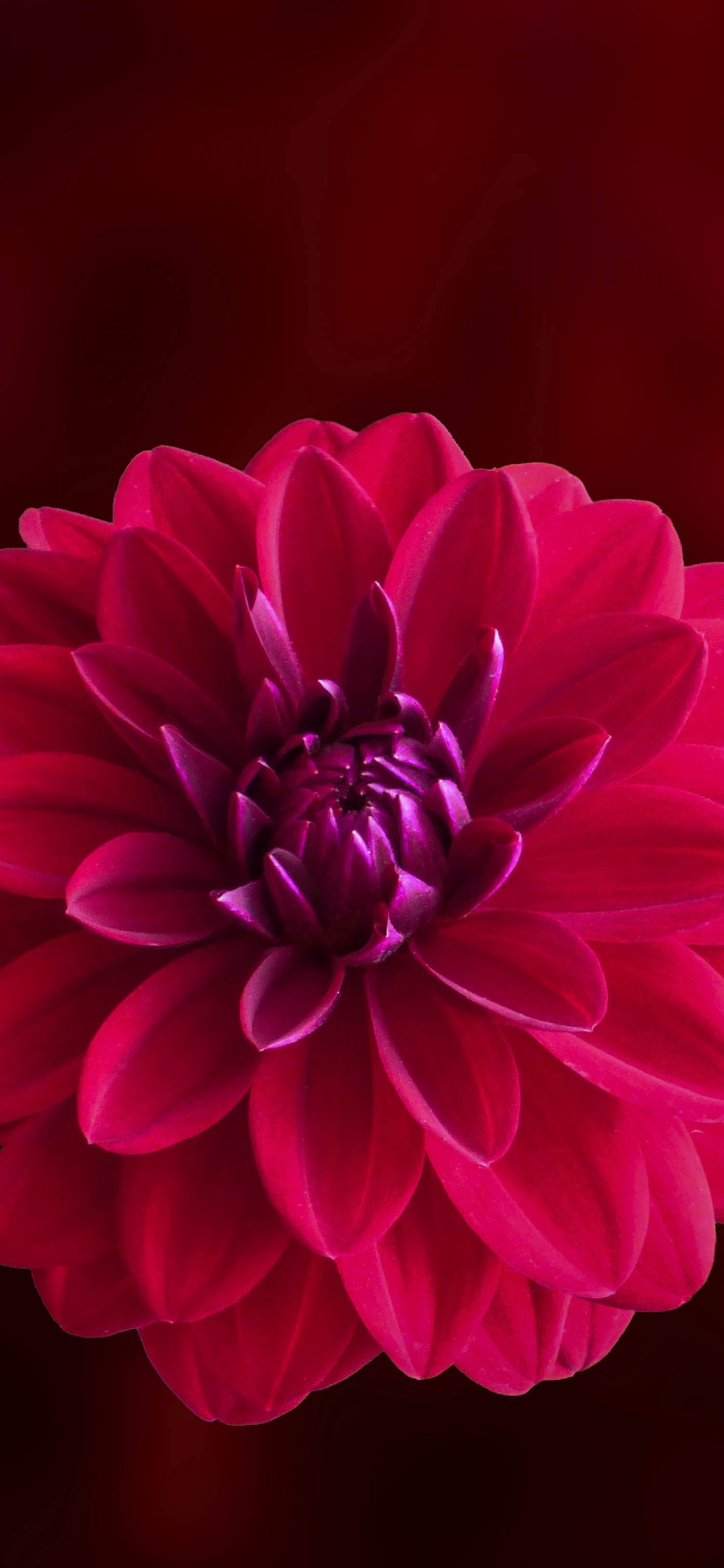 Обои георгин, цветок, цветковое растение, лепесток, красный цвет в разрешении 1125x2436