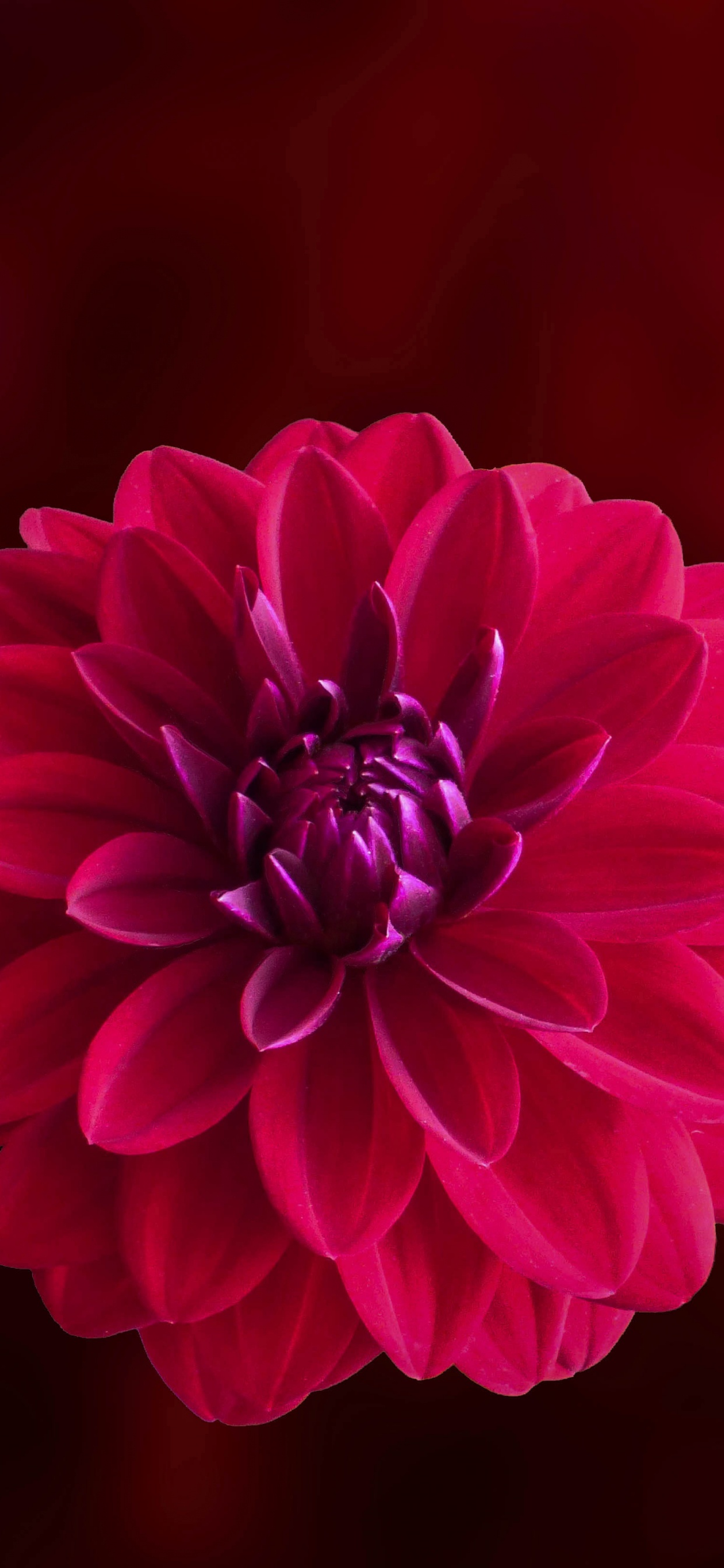 Обои георгин, цветок, цветковое растение, лепесток, красный цвет в разрешении 1242x2688