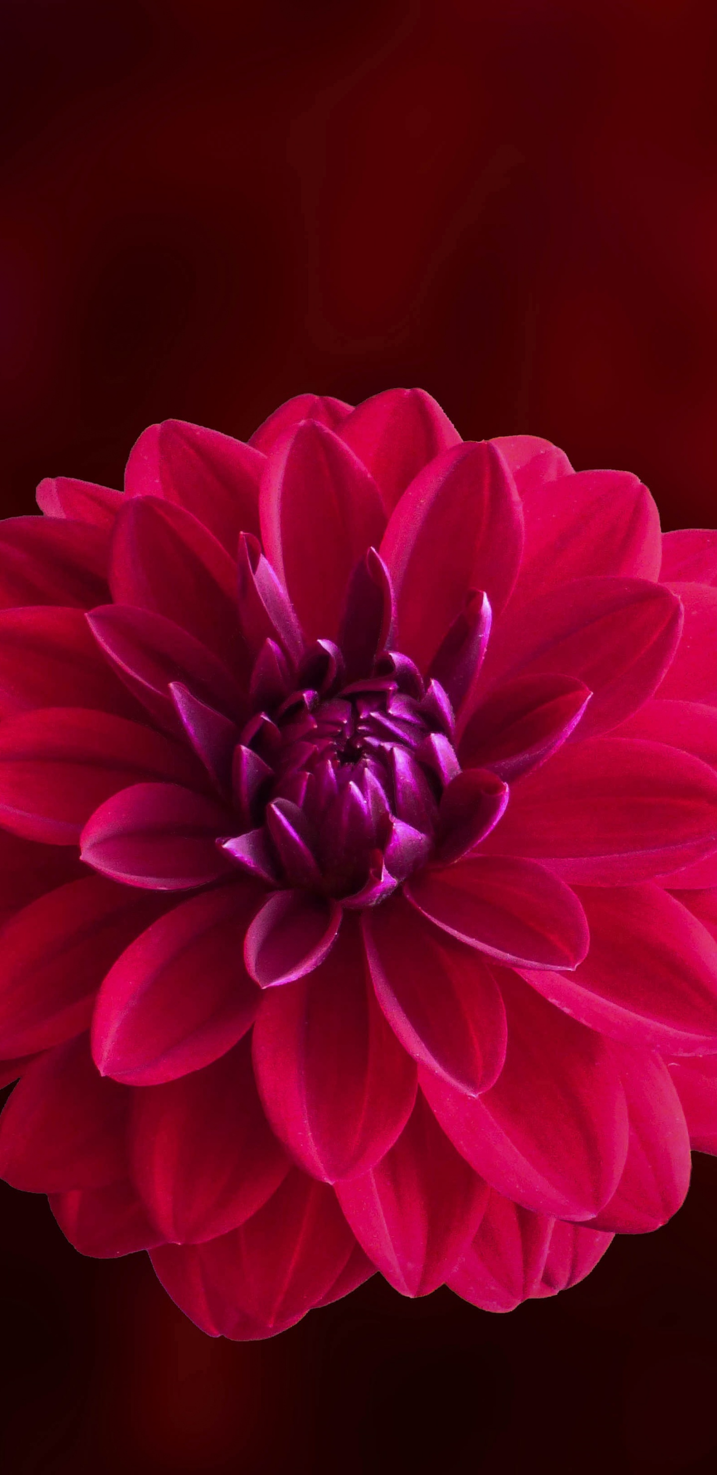 Обои георгин, цветок, цветковое растение, лепесток, красный цвет в разрешении 1440x2960