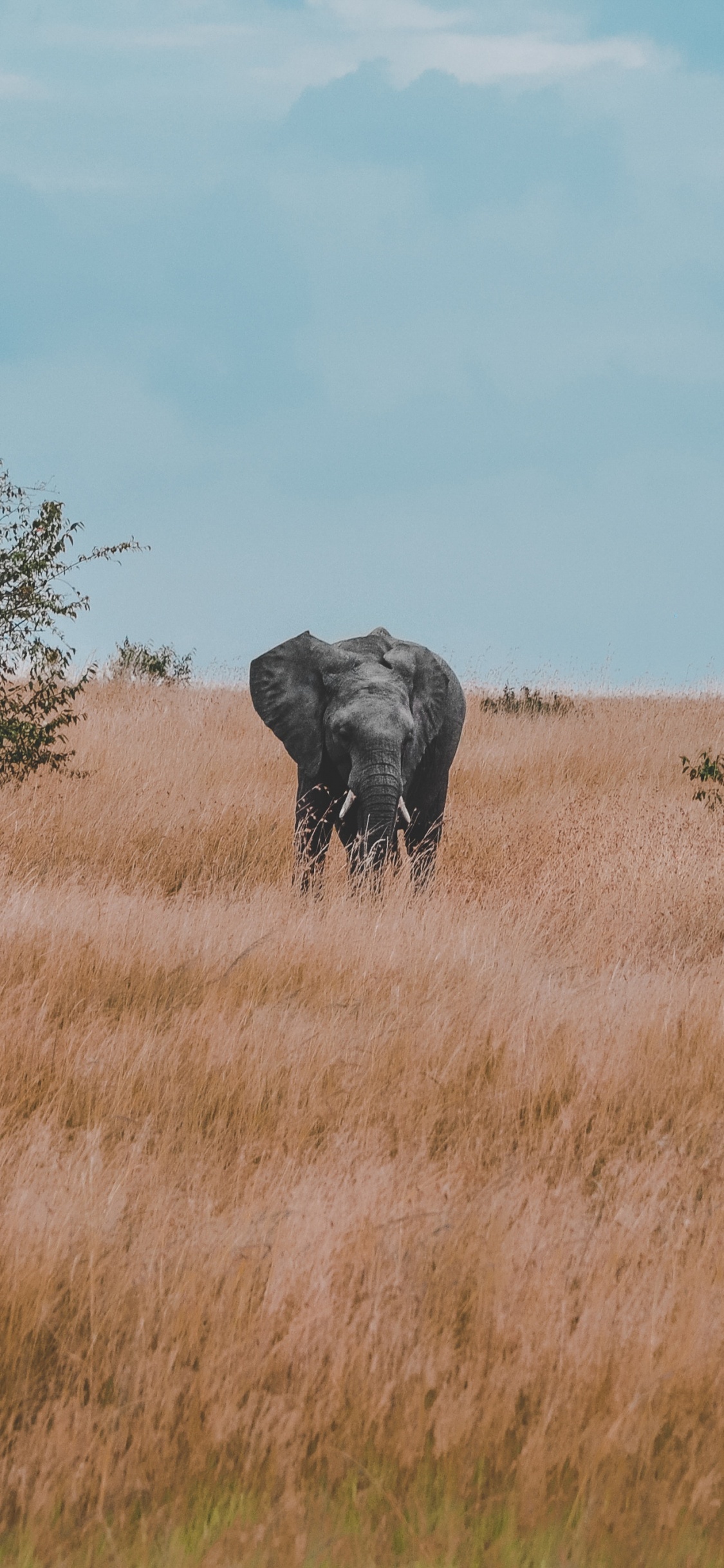 Обои сафари, живая природа, Саванна, сенокосное угодье, Слон в разрешении 1125x2436