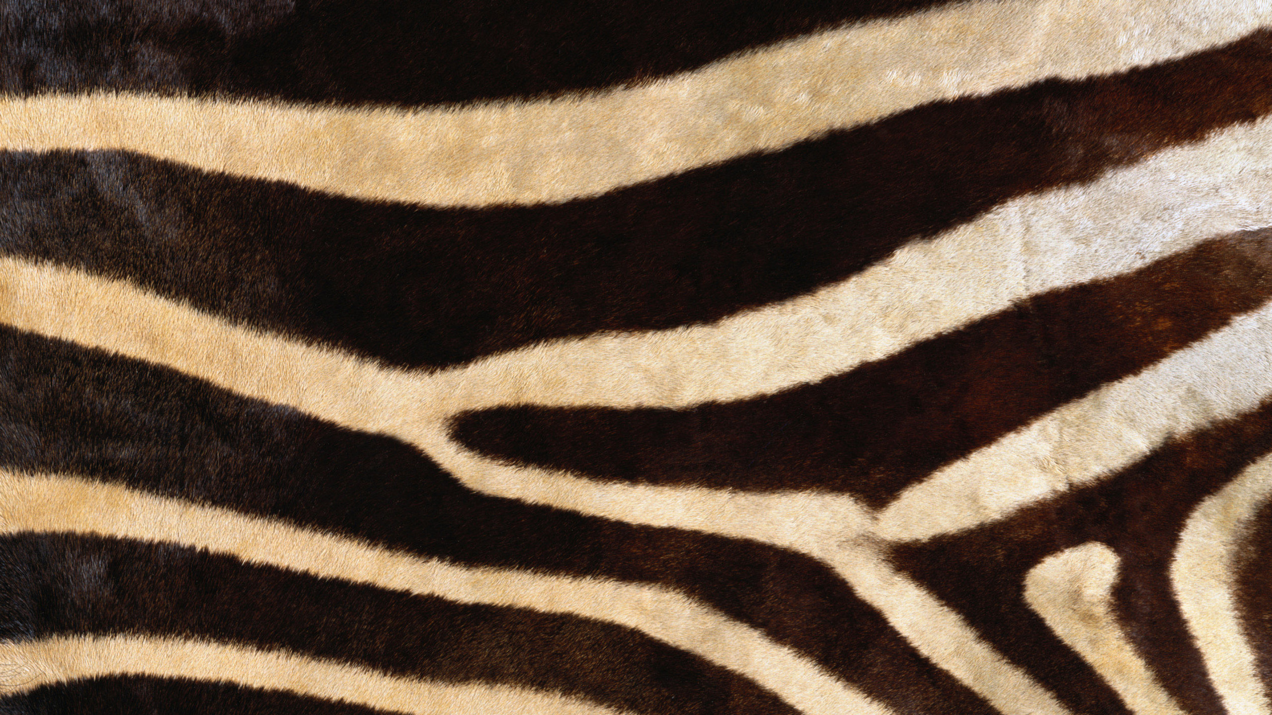 Обои кожи зебры, зебра, животных печати, узор, коричневый цвет в разрешении 2560x1440