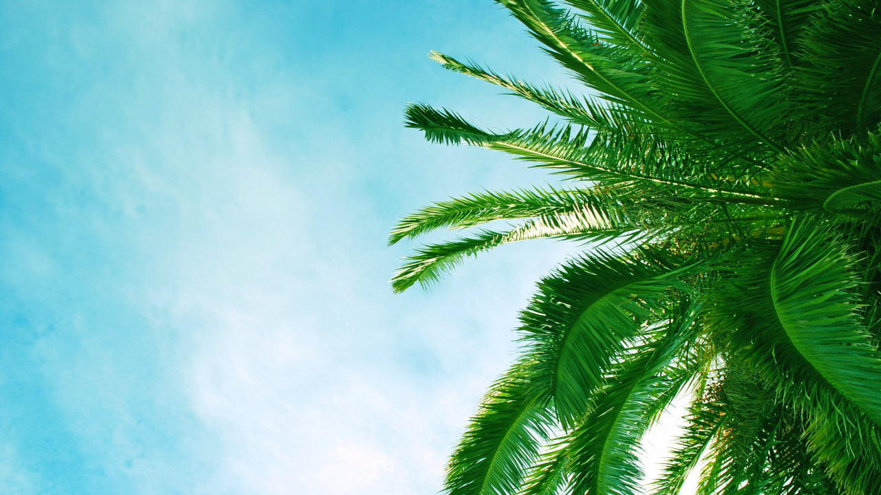 Обои пальмовые рощи, дерево, Пальмовая ветвь, растительность, зеленый в разрешении 1280x720