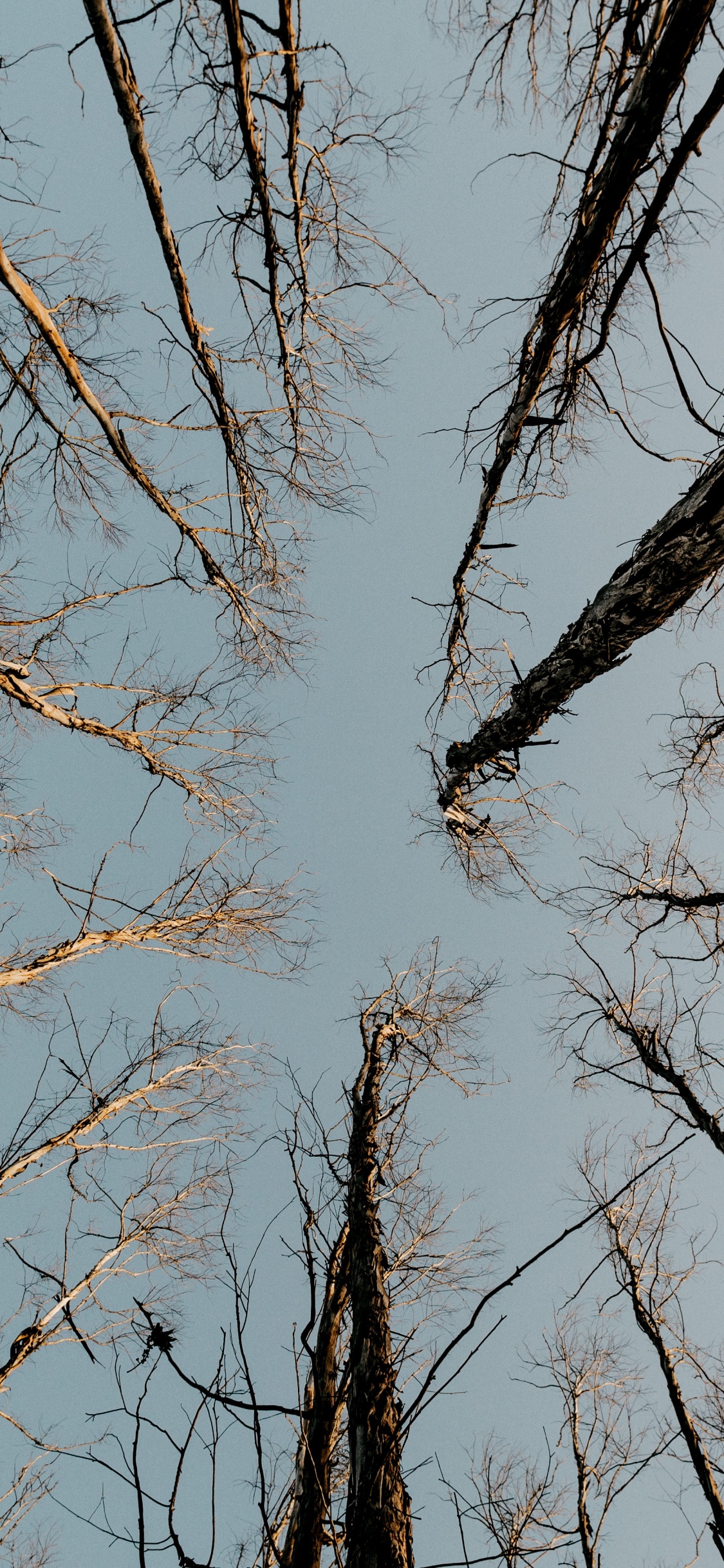 Обои твердая древесина, прут, растение, древесина, ствол в разрешении 1125x2436