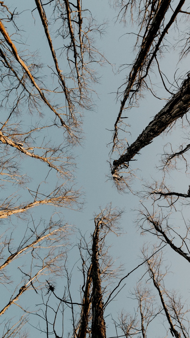 Обои твердая древесина, прут, растение, древесина, ствол в разрешении 720x1280