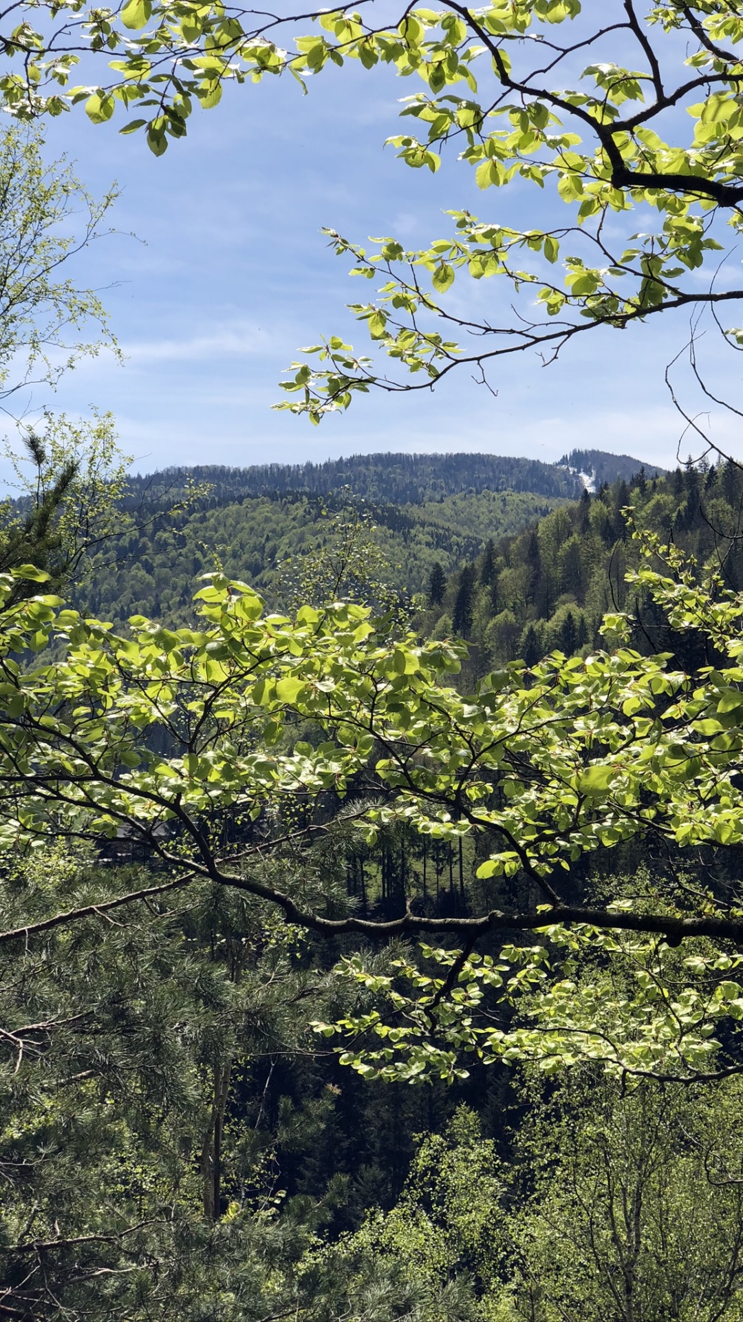 Обои растительность, природа, ветвь, окружающая среда, лист в разрешении 1080x1920