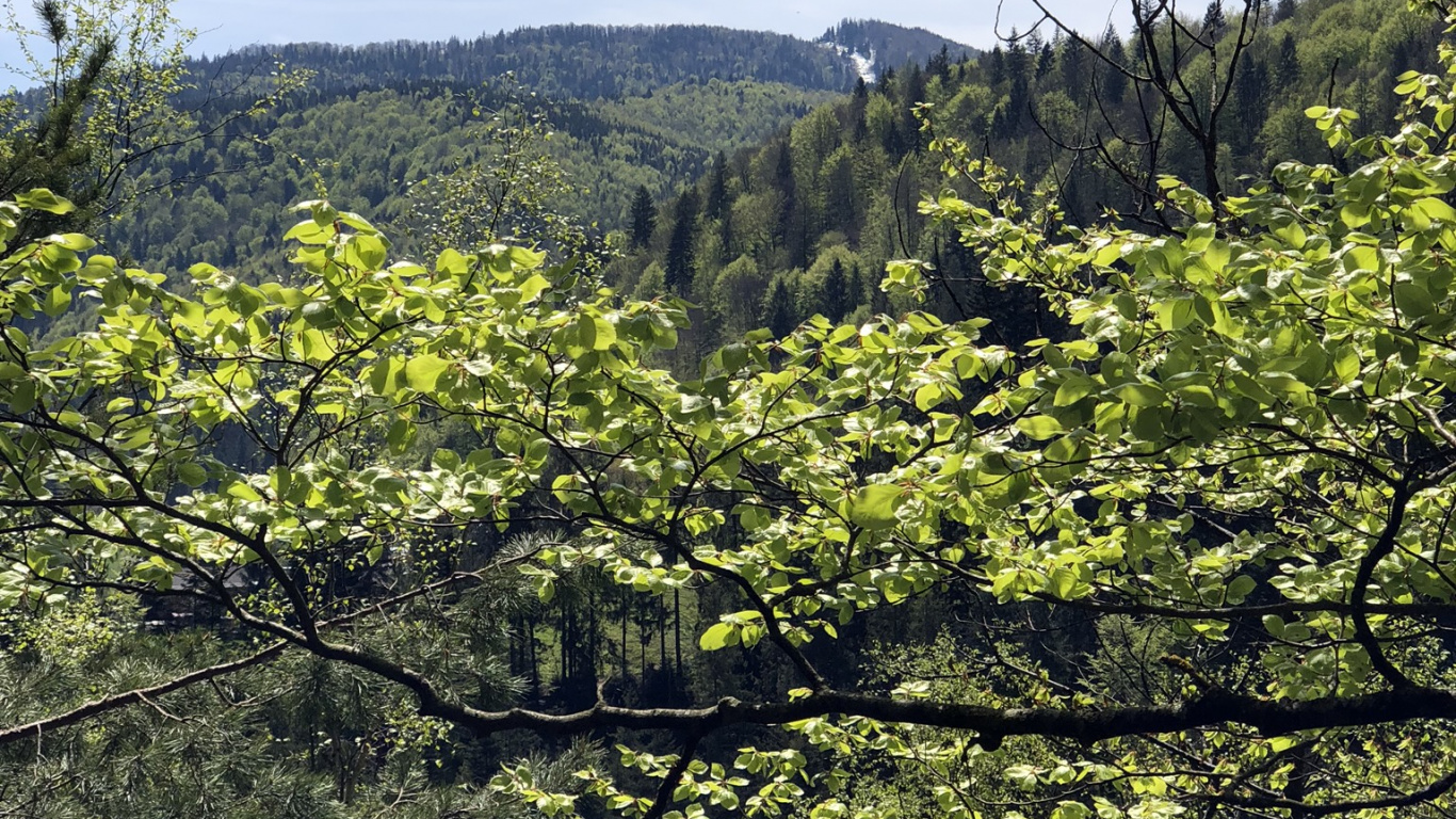 Обои растительность, природа, ветвь, окружающая среда, лист в разрешении 1366x768