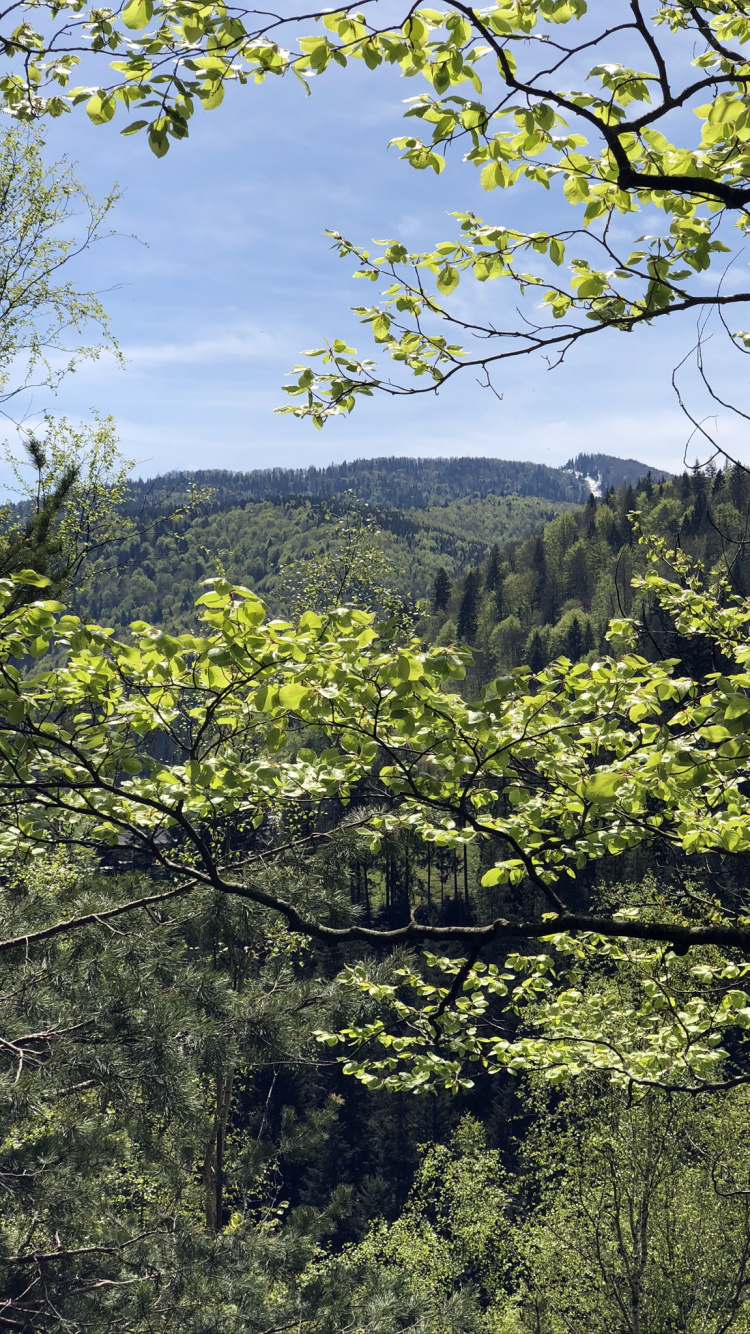 Обои растительность, природа, ветвь, окружающая среда, лист в разрешении 750x1334