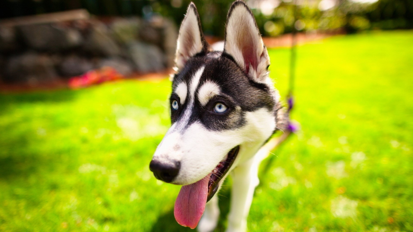 Обои Себирская Хаски, щенок, ездовая собака, хаски, пес в разрешении 1366x768