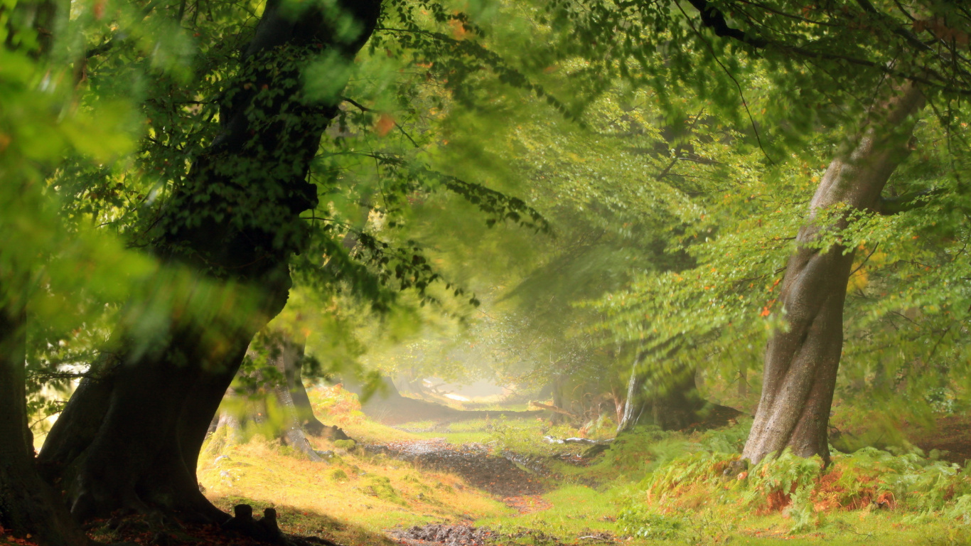 Обои лес, природа, зеленый, дерево, лесистая местность в разрешении 1366x768