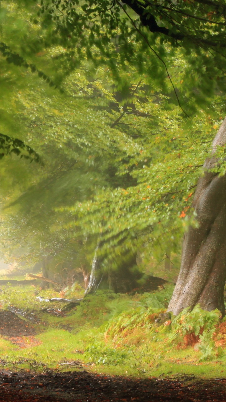 Обои лес, природа, зеленый, дерево, лесистая местность в разрешении 720x1280