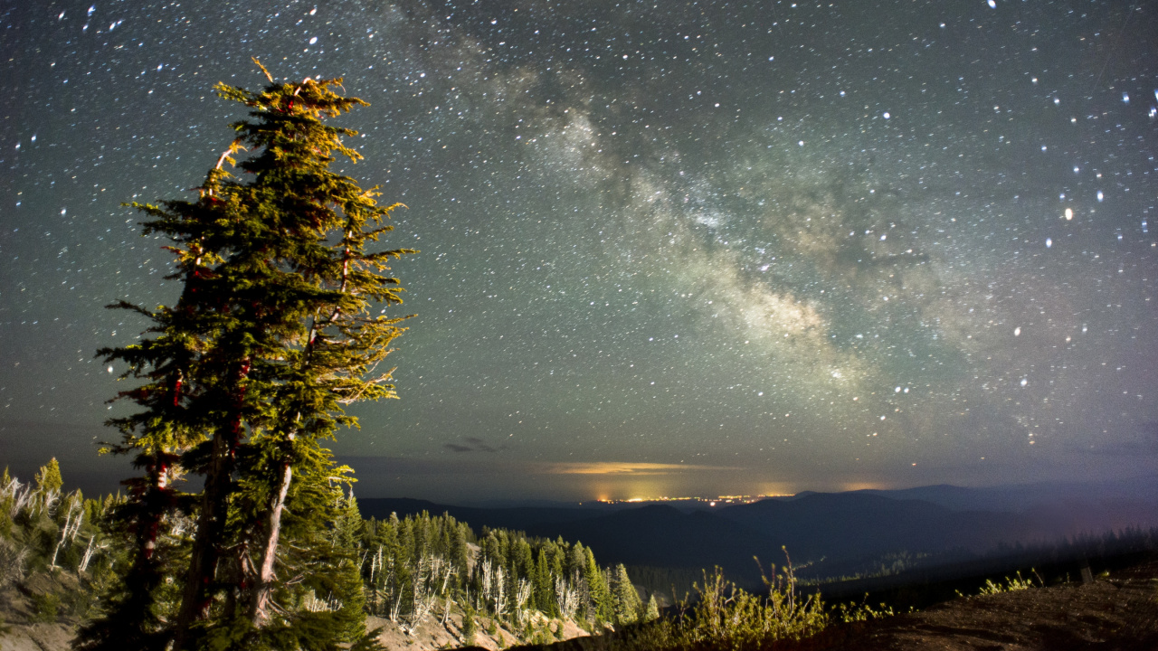 Обои ночное небо, звезда, ночь, природа, дерево в разрешении 1280x720
