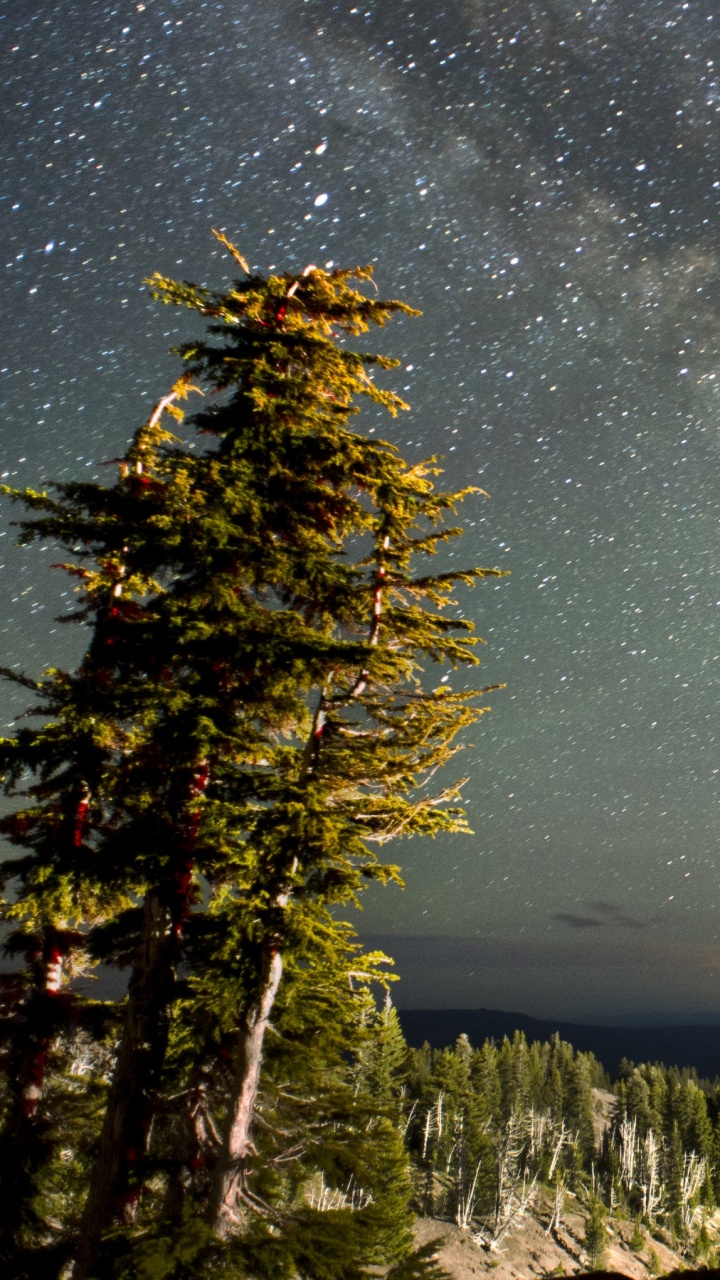 Обои ночное небо, звезда, ночь, природа, дерево в разрешении 720x1280