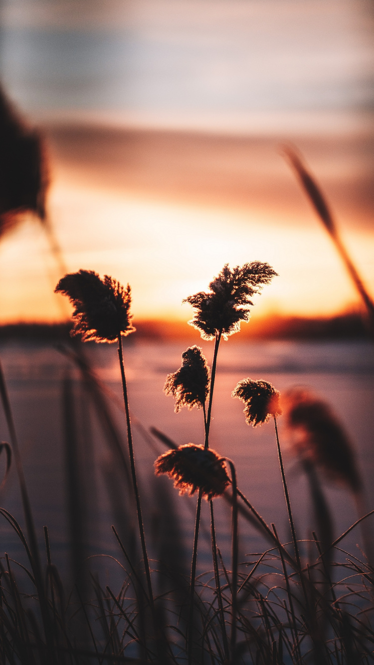 Обои иногда игнорирование - лучший способ, soundcloud, музыка для тайского массажа, добро, медитация релакс клуб в разрешении 750x1334