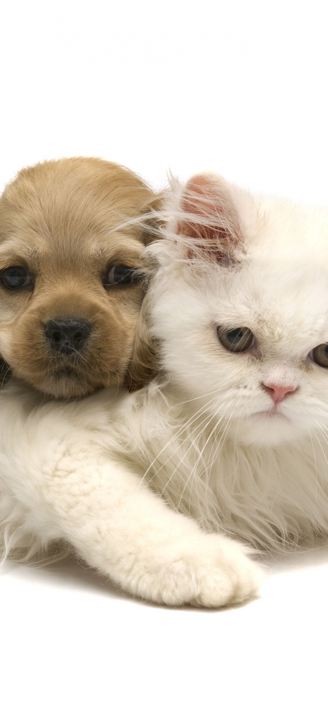 Обои пес, котенок, щенок, привлекательность, кот в разрешении 1125x2436