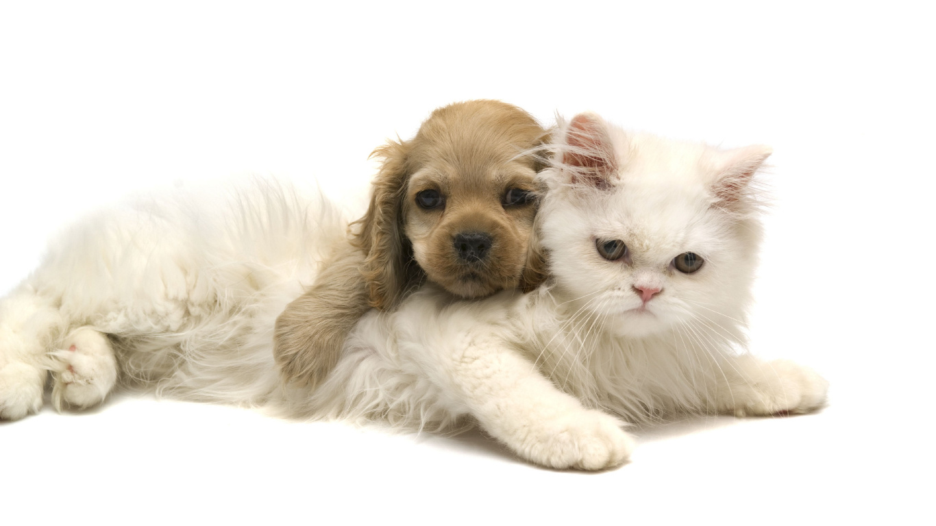 Обои пес, котенок, щенок, привлекательность, кот в разрешении 1366x768
