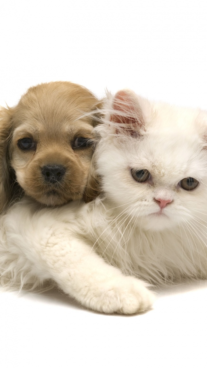 Обои пес, котенок, щенок, привлекательность, кот в разрешении 720x1280