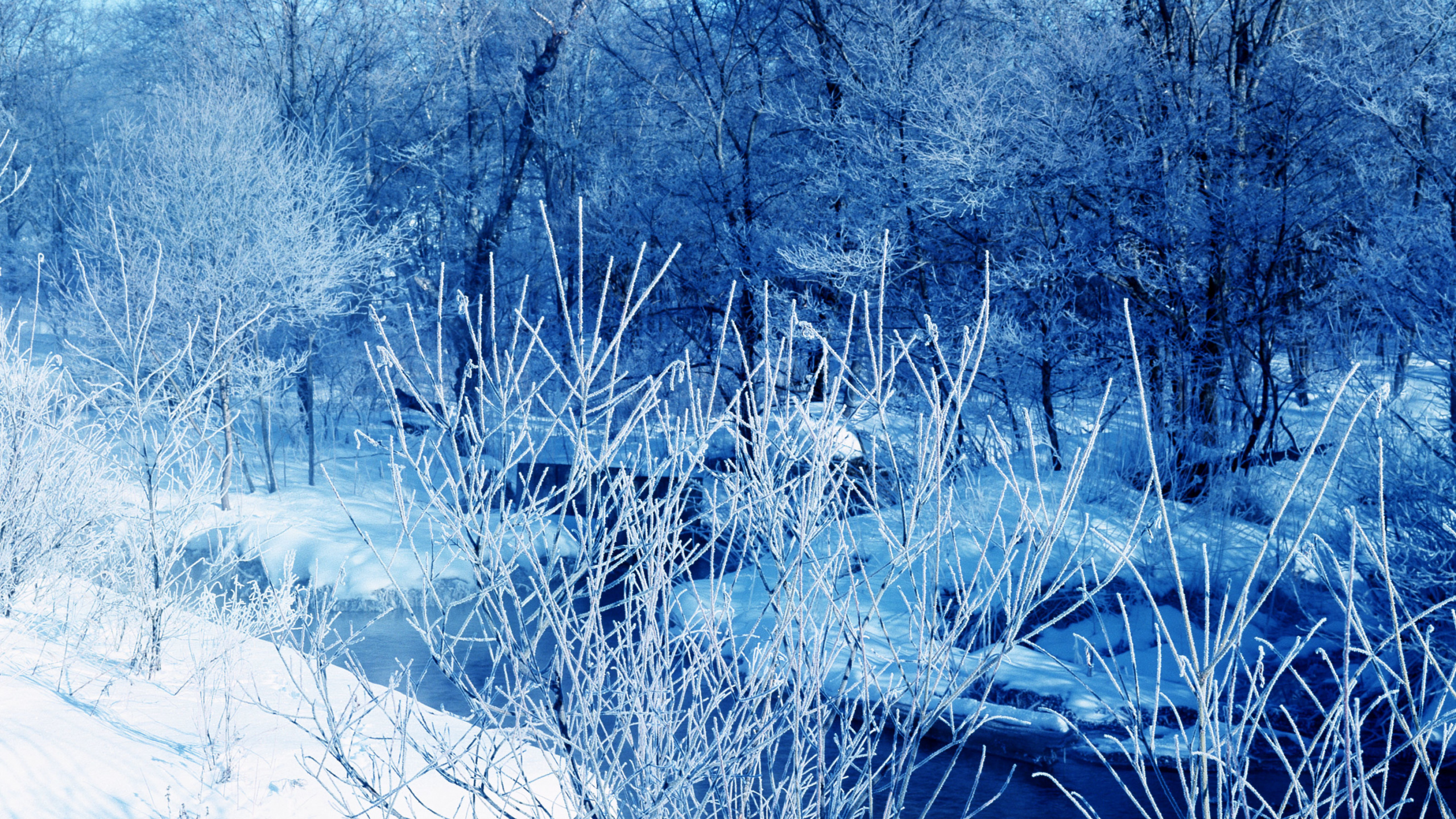 Обои синий, зима, замораживание, ветвь, дерево в разрешении 2560x1440