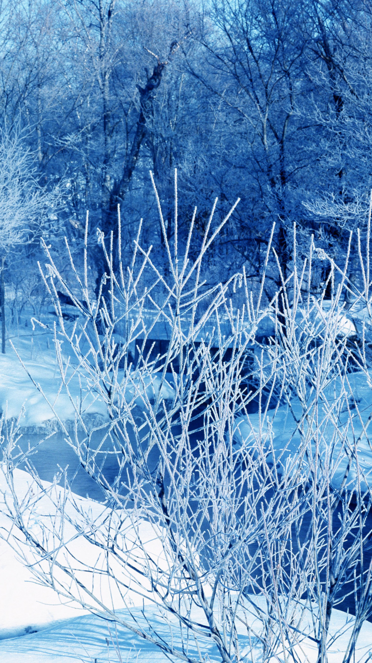 Обои синий, зима, замораживание, ветвь, дерево в разрешении 750x1334