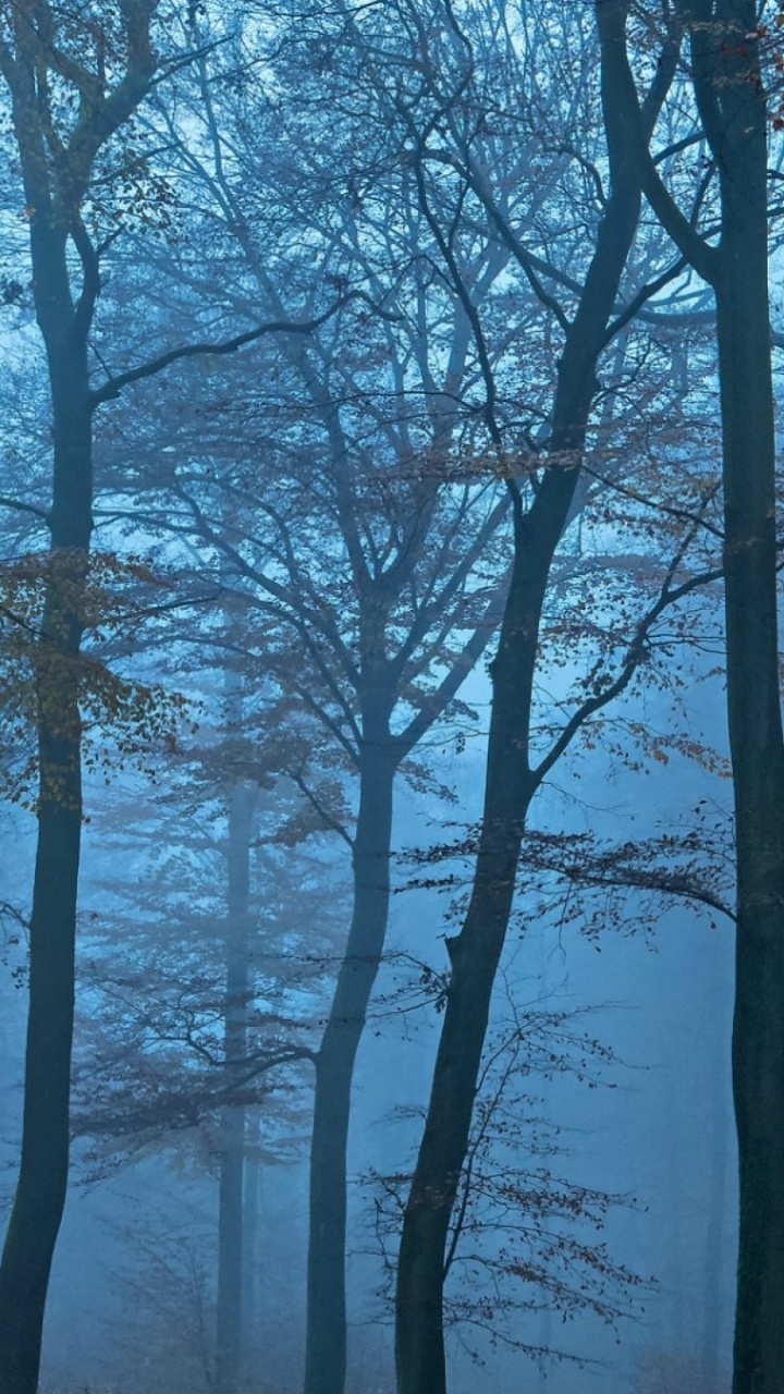 Обои дерево, лес, лесистая местность, ель еловый лес, ветвь в разрешении 720x1280