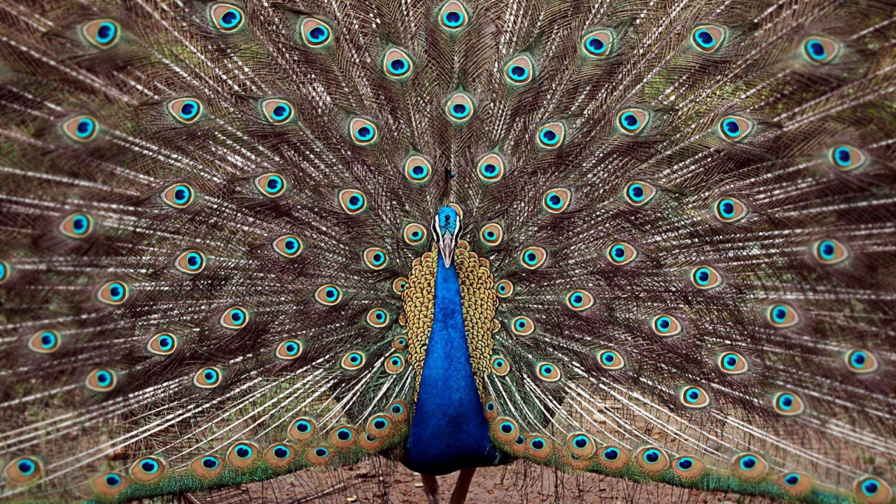 Обои павлин, птица, отрядов, фазановые, клюв в разрешении 1280x720