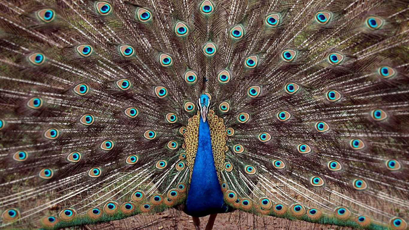 Обои павлин, птица, отрядов, фазановые, клюв в разрешении 1366x768
