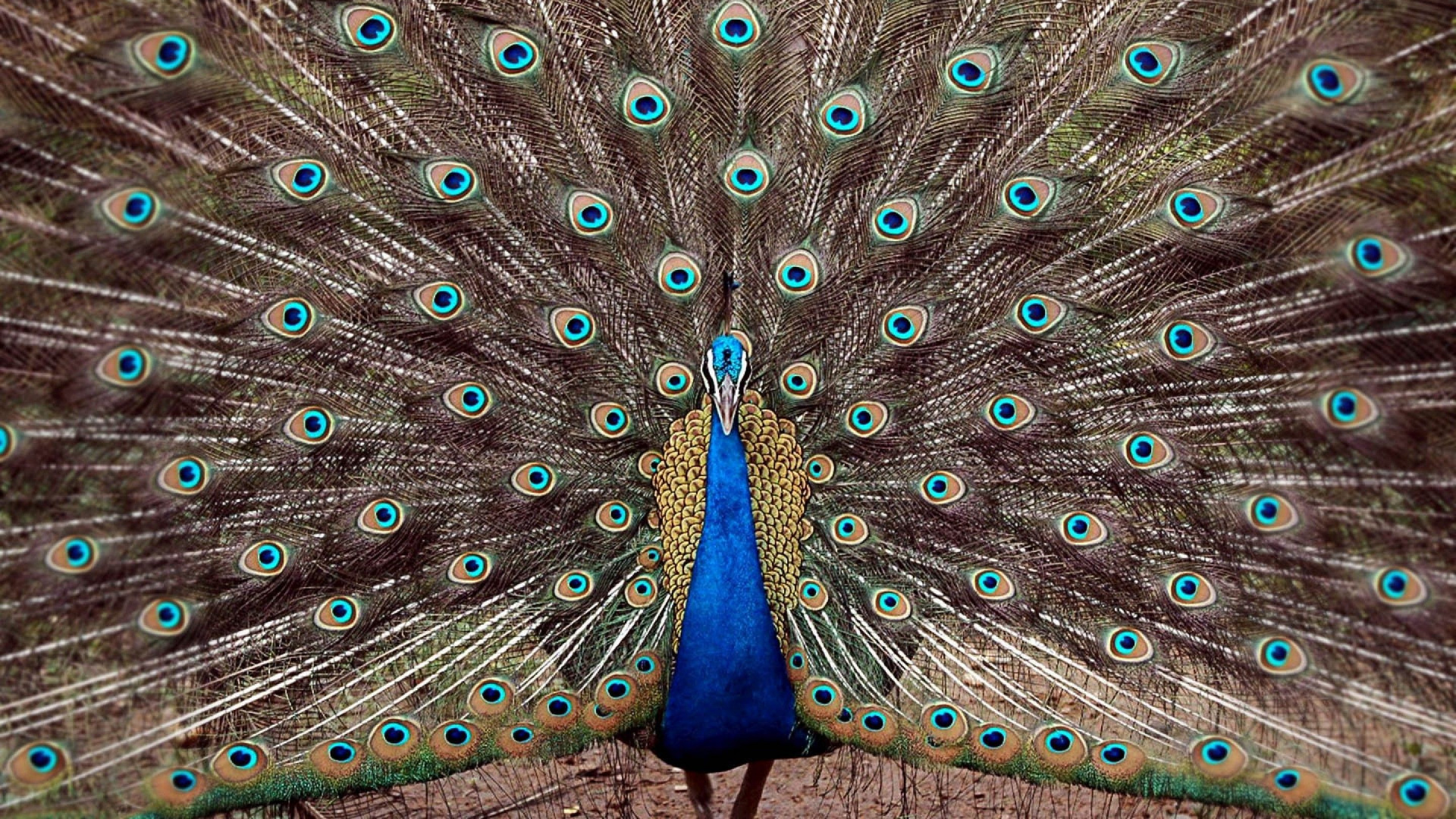 Обои павлин, птица, отрядов, фазановые, клюв в разрешении 1920x1080