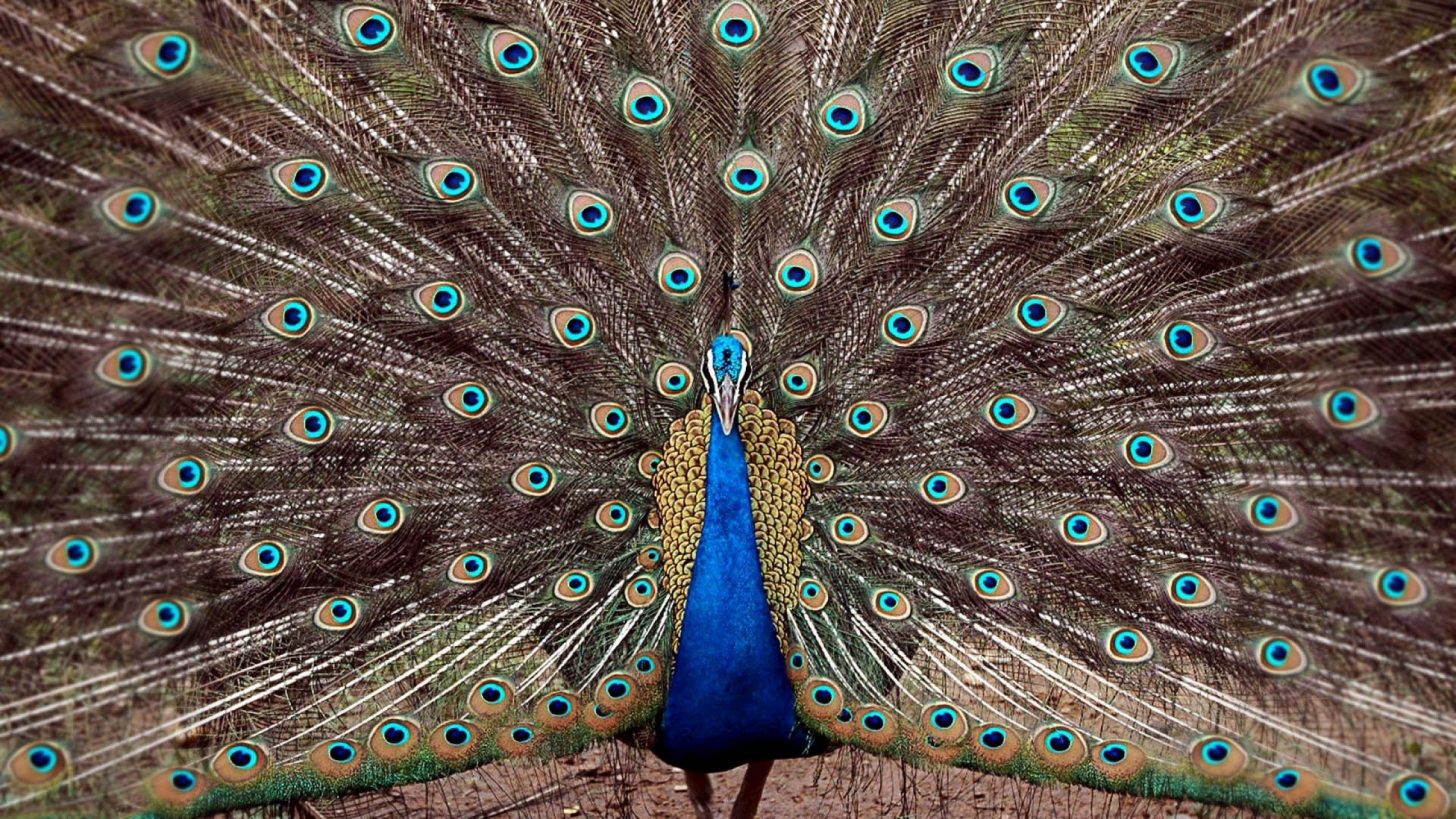 Обои павлин, птица, отрядов, фазановые, клюв в разрешении 2560x1440
