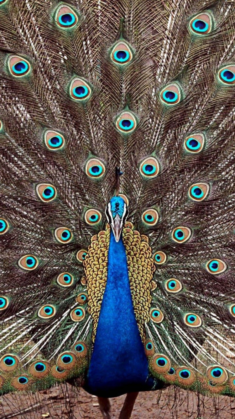 Обои павлин, птица, отрядов, фазановые, клюв в разрешении 750x1334