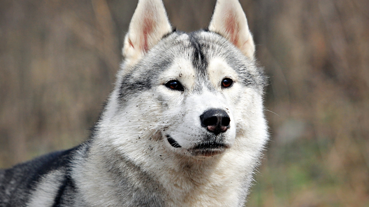 Обои аляскинский маламут, щенок, собака породы, Сахалинская хаски, волчьей собаки сарлоса в разрешении 1280x720