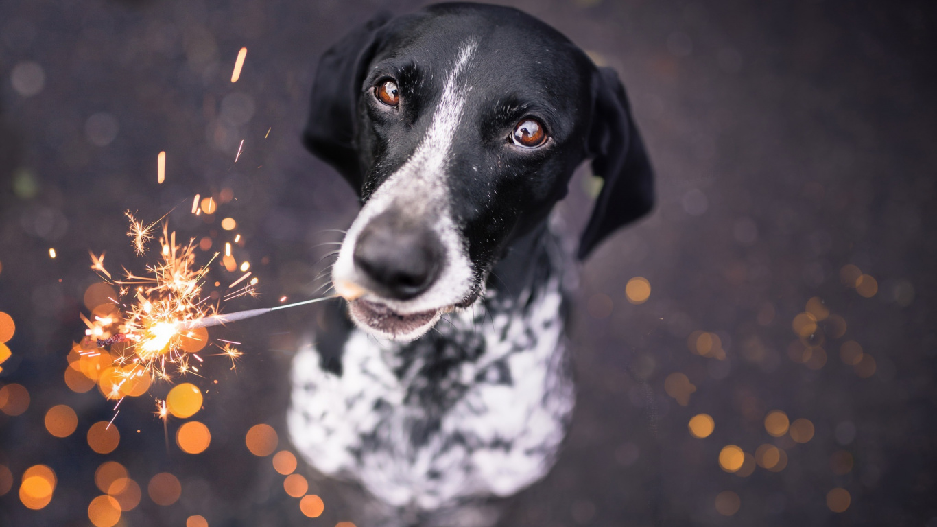 Обои пес, собака породы, морда, помесь, собака в разрешении 1366x768