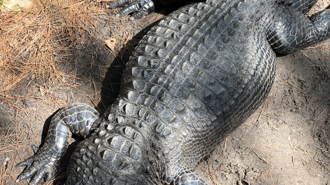 Обои крокодил, американский Аллигатор, нильский крокодил, крокодилы, наземные животные в разрешении 1366x768