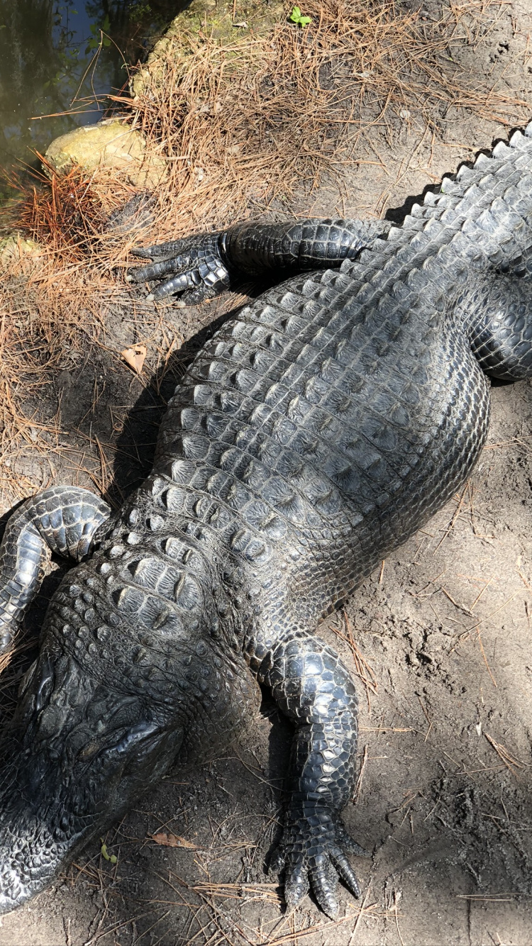 Обои крокодил, американский Аллигатор, нильский крокодил, крокодилы, наземные животные в разрешении 750x1334