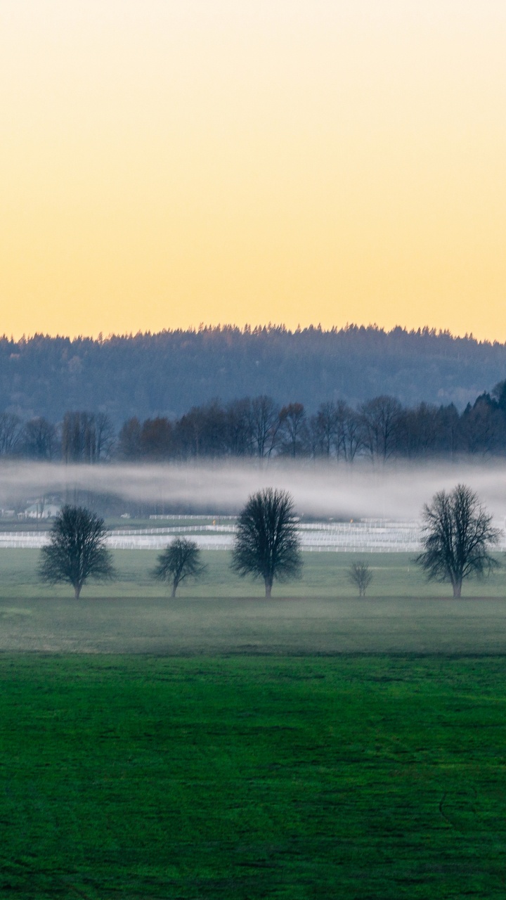 Обои природа, дерево, вода, атмосфера, растение в разрешении 720x1280