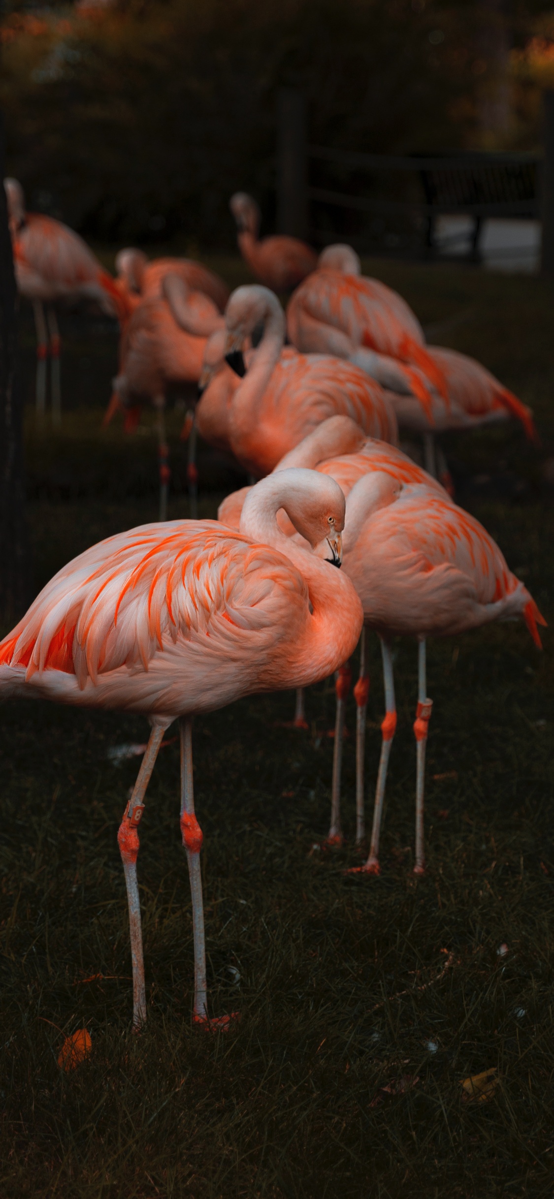 Обои клюв, фламинго, Большой фламинго, птица, водоплавающие птицы в разрешении 1125x2436