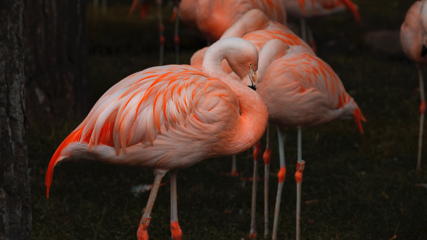 Обои клюв, фламинго, Большой фламинго, птица, водоплавающие птицы в разрешении 1366x768