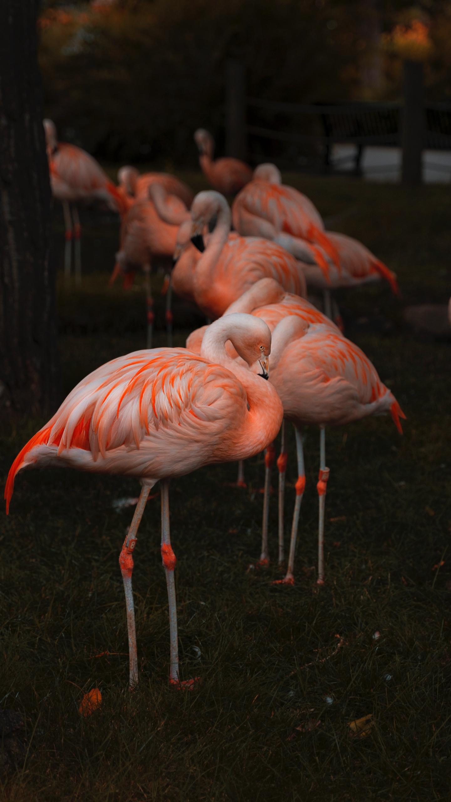 Обои клюв, фламинго, Большой фламинго, птица, водоплавающие птицы в разрешении 1440x2560