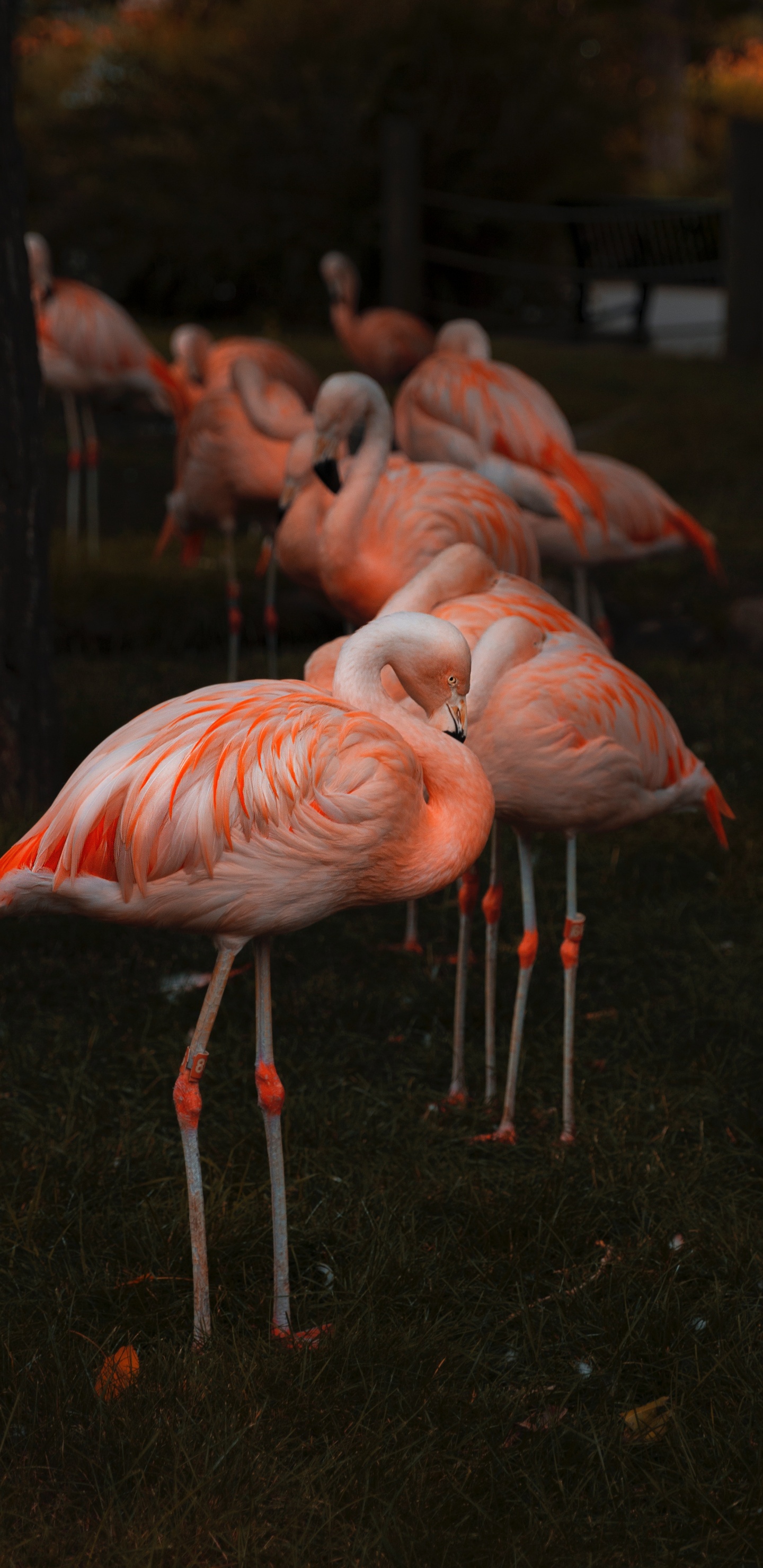 Обои клюв, фламинго, Большой фламинго, птица, водоплавающие птицы в разрешении 1440x2960