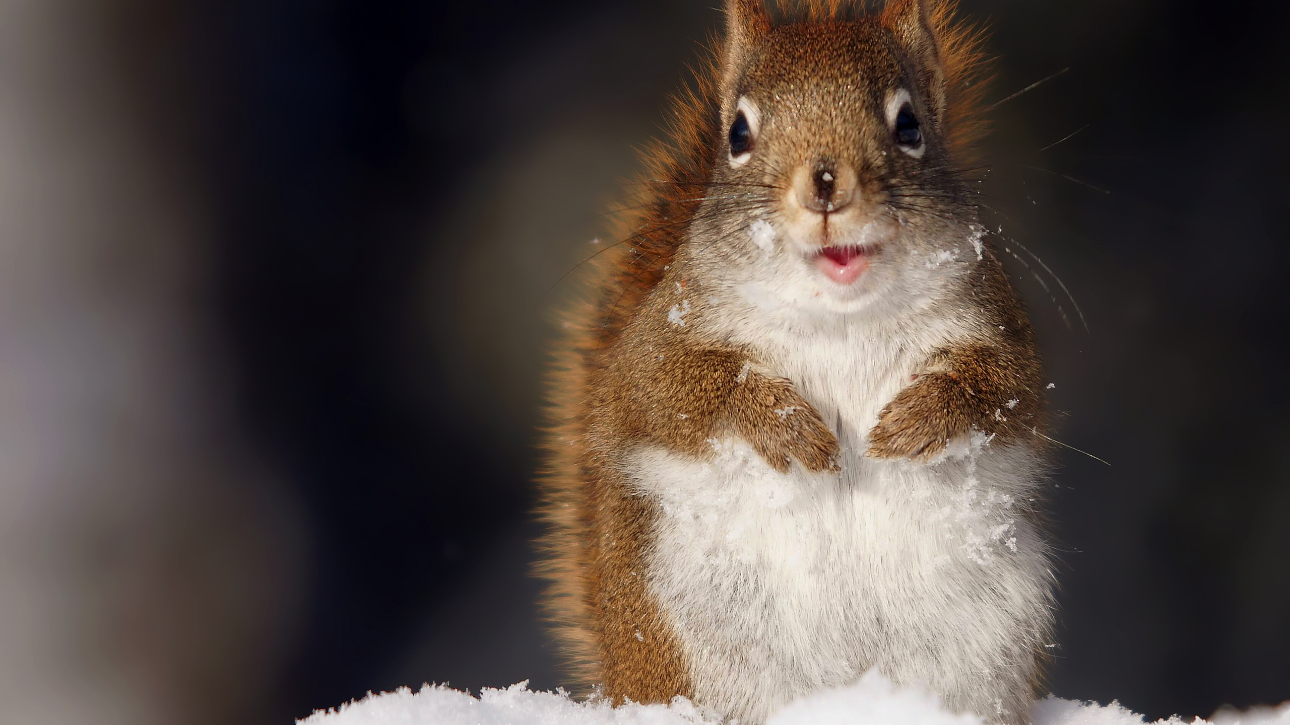 Обои грызун, рыжая белка, Серая белка, бакенбарды, олененок в разрешении 2560x1440