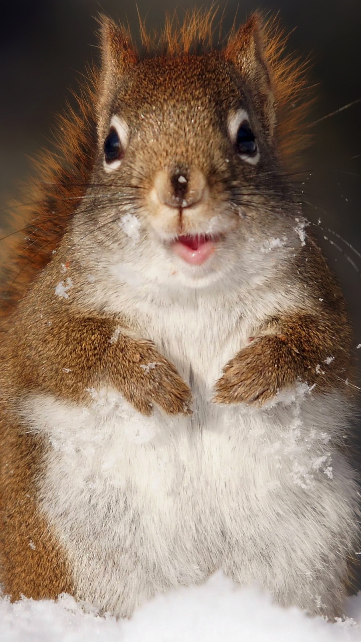 Обои грызун, рыжая белка, Серая белка, бакенбарды, олененок в разрешении 720x1280
