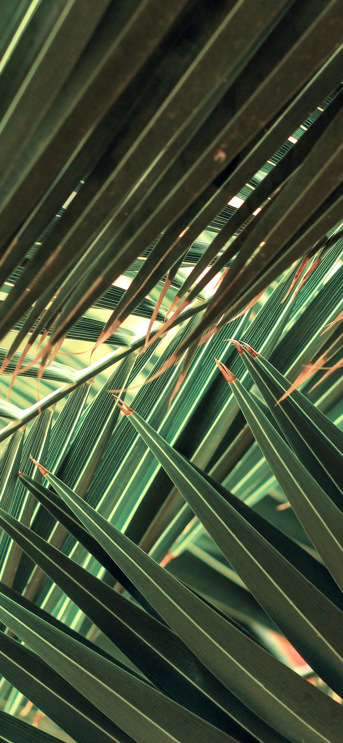 Обои ладонь, природа, растение, лист, наземное растение в разрешении 1125x2436