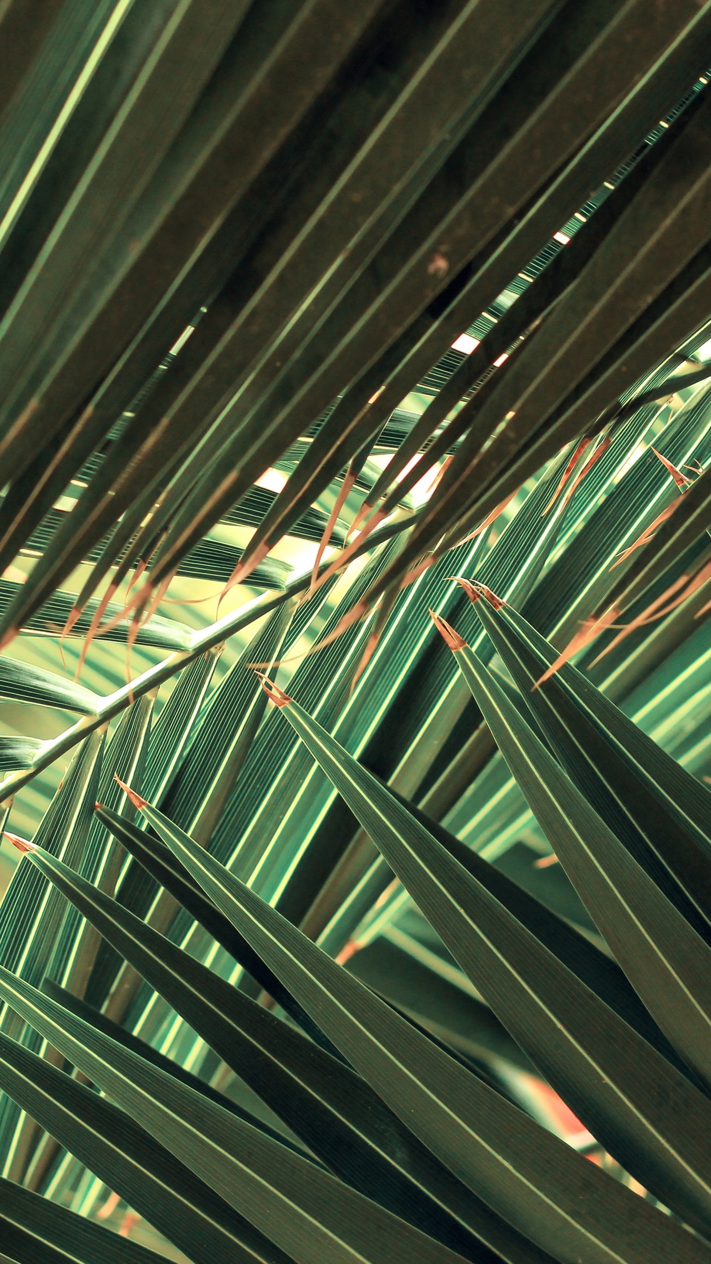 Обои ладонь, природа, растение, лист, наземное растение в разрешении 1440x2560