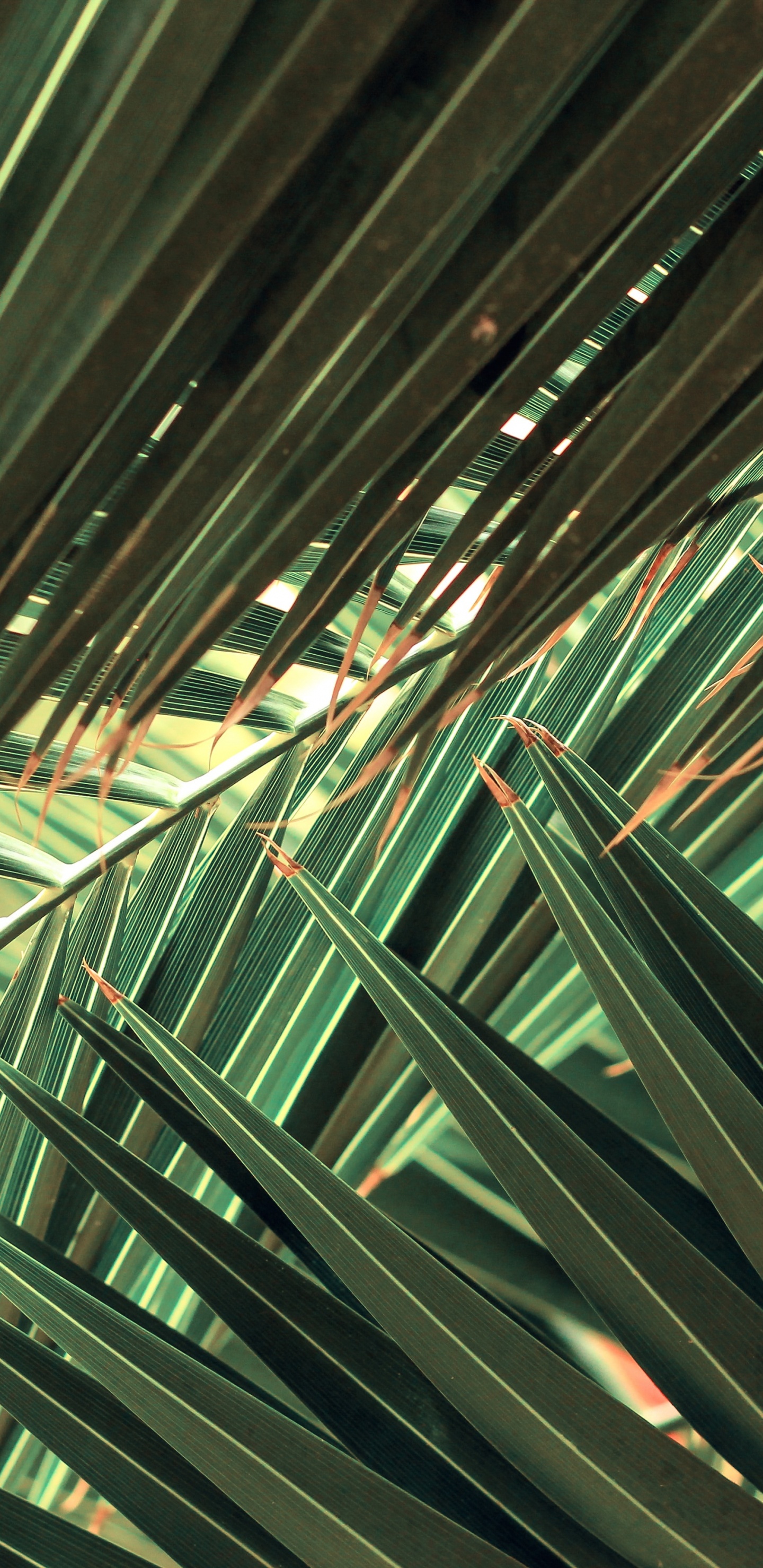 Обои ладонь, природа, растение, лист, наземное растение в разрешении 1440x2960