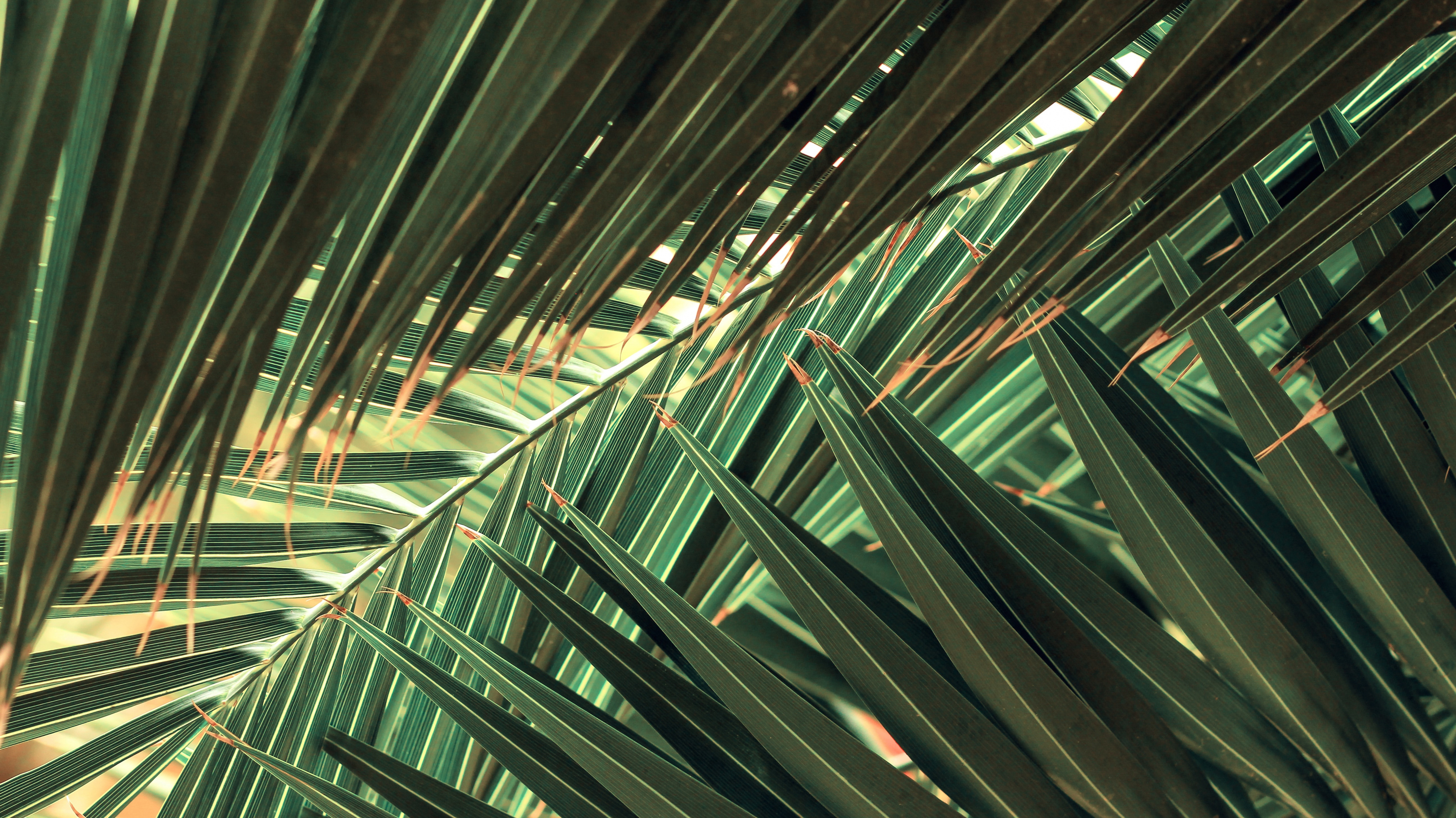 Обои ладонь, природа, растение, лист, наземное растение в разрешении 3840x2160