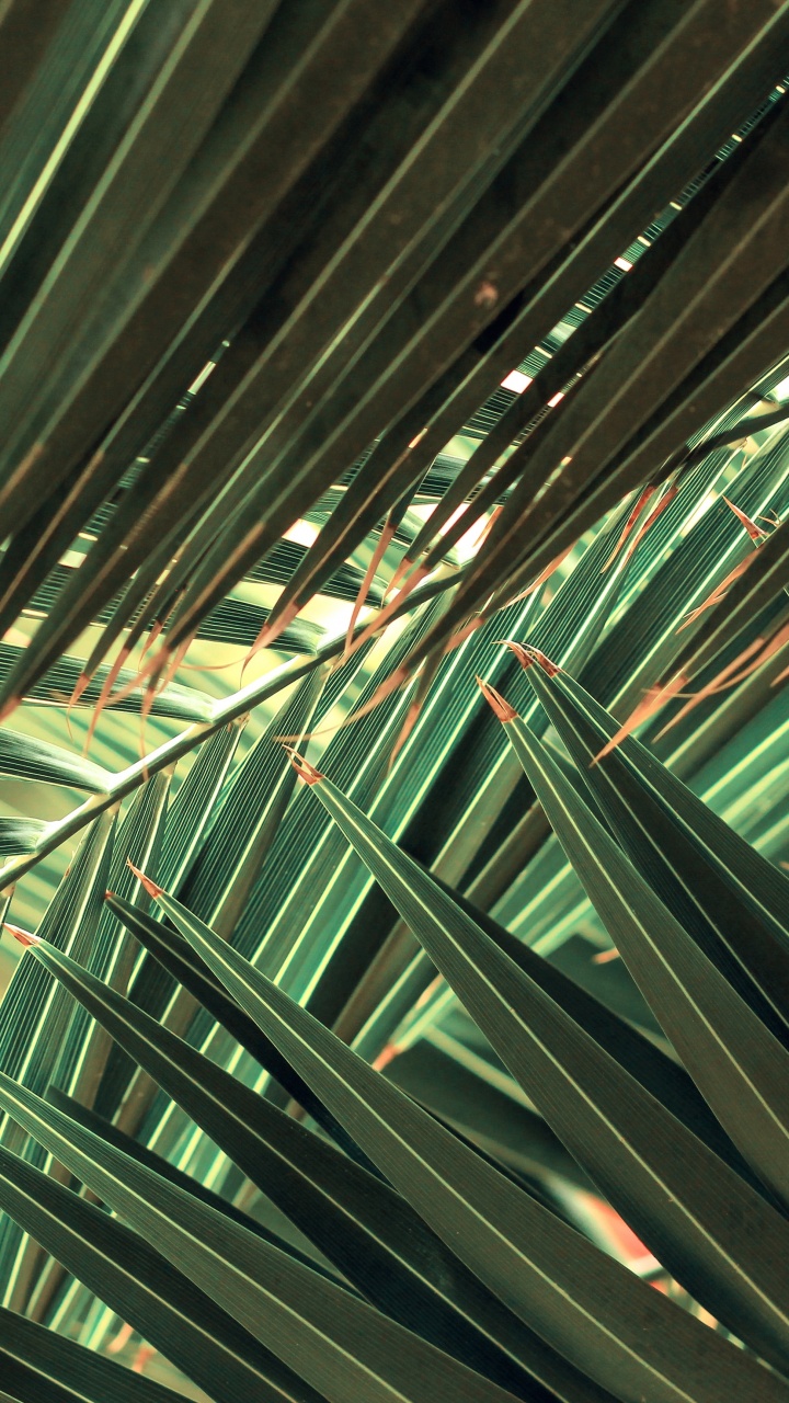 Обои ладонь, природа, растение, лист, наземное растение в разрешении 720x1280