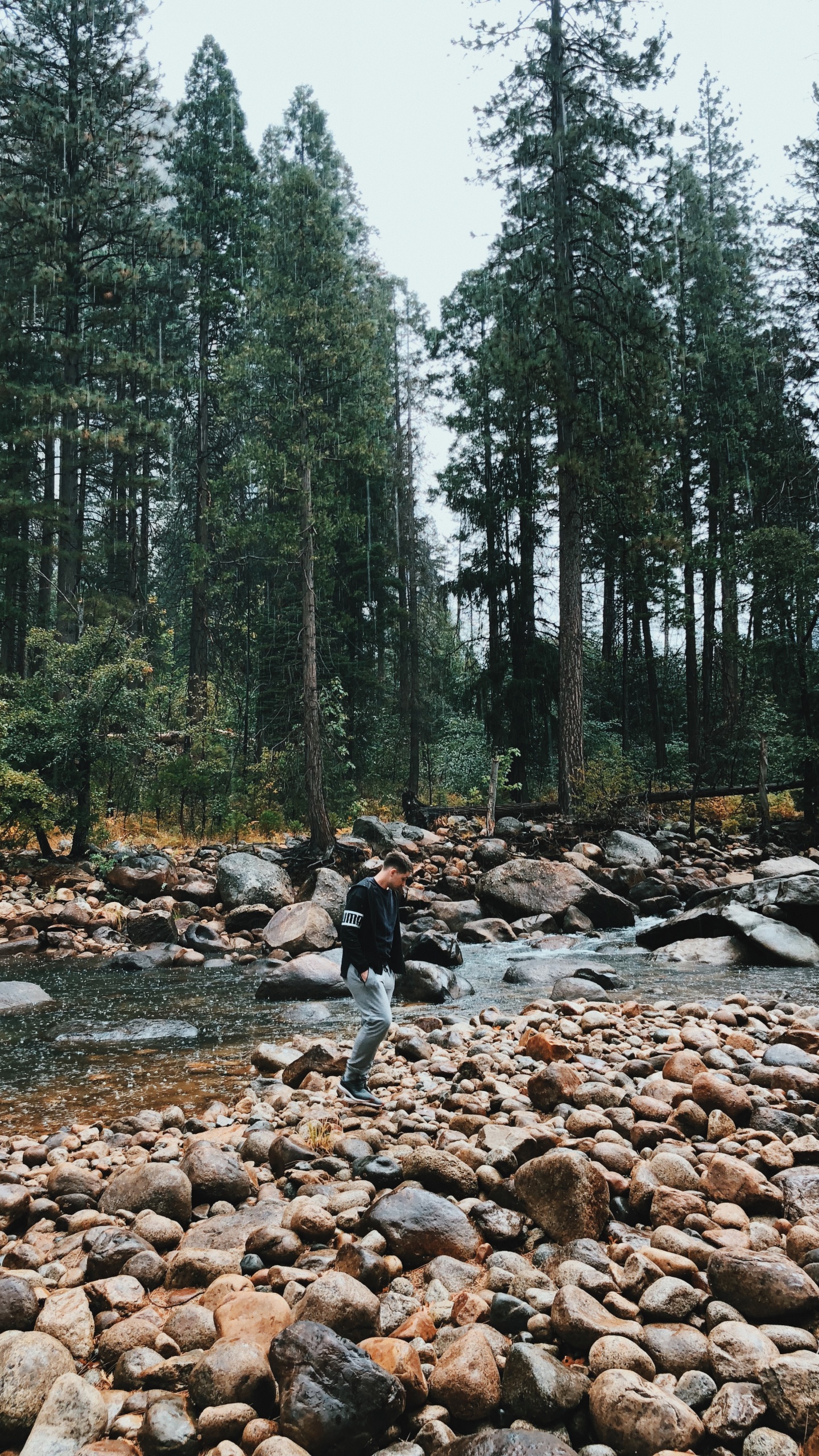 Обои дикая местность, вода, русло ручья, биом, старовозрастные леса в разрешении 1440x2560