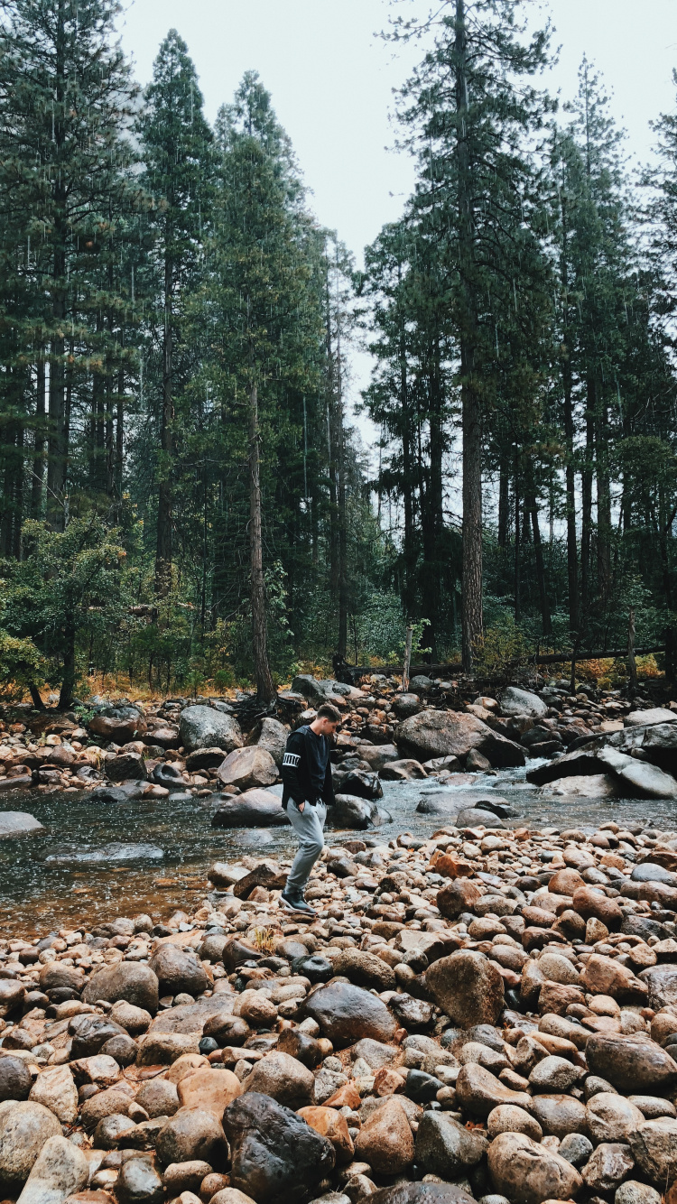 Обои дикая местность, вода, русло ручья, биом, старовозрастные леса в разрешении 750x1334