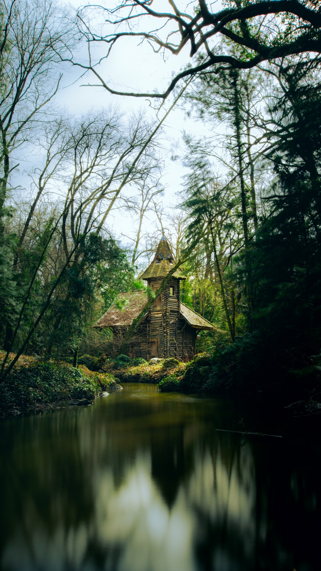 Обои лес, природа, дерево, окружающая среда, природный ландшафт в разрешении 1080x1920